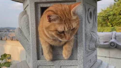 灯ろうで見張りをするネコちゃん