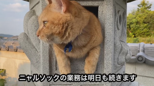 灯ろうで見張りをするネコちゃん