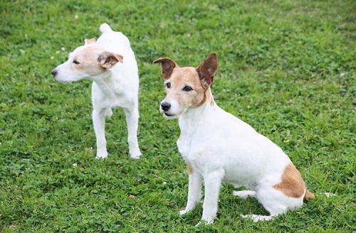 ペット手帳 ベストショット