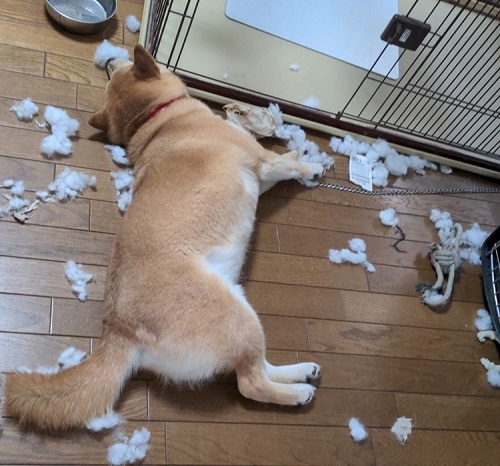 ペット手帳 ベストショット