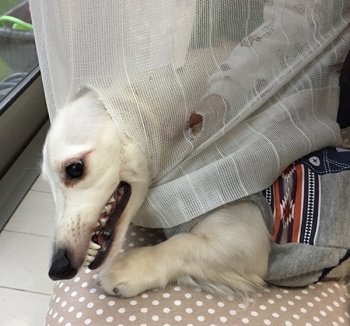 ペット手帳 ベストショット