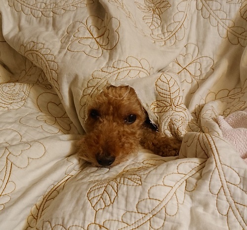 ペット手帳 ベストショット