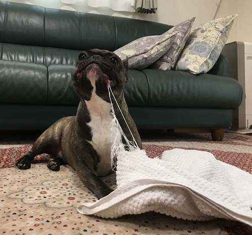 ペット手帳 ベストショット