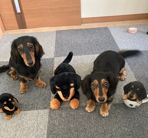 ペット手帳 ベストショット