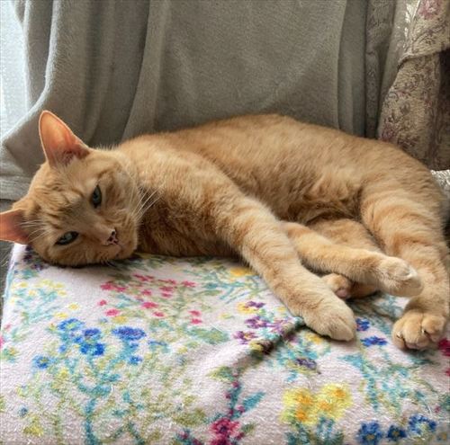 猫