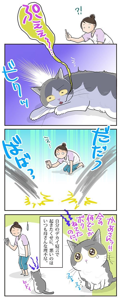猫