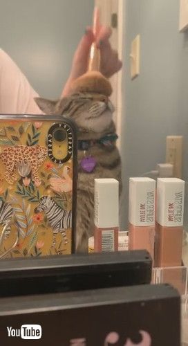 「Pretty Kitty's Makeup Routine || ViralHog」