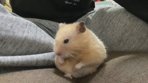 キンクマのかわいすぎる寝落ち