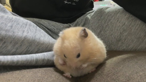 キンクマのかわいすぎる寝落ち