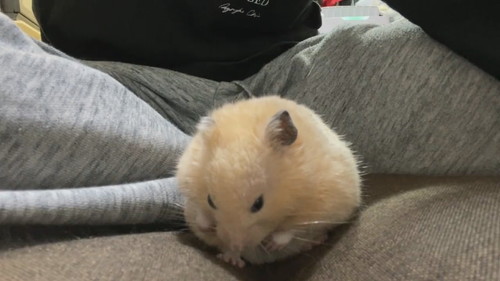 キンクマのかわいすぎる寝落ち