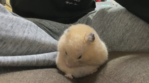 キンクマのかわいすぎる寝落ち