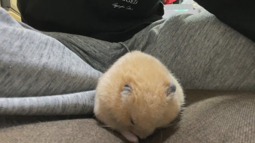 キンクマのかわいすぎる寝落ち