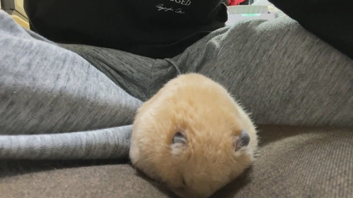 キンクマのかわいすぎる寝落ち