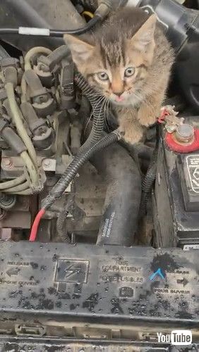 「Kitten Crawls Out of Car's Engine Compartment || ViralHog」