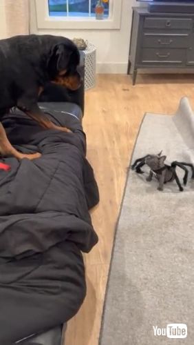 Helps Owner Pack Things