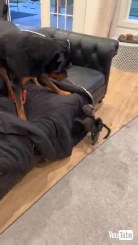 Helps Owner Pack Things