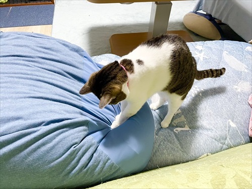 全猫飼いさんが共感する猫あるある