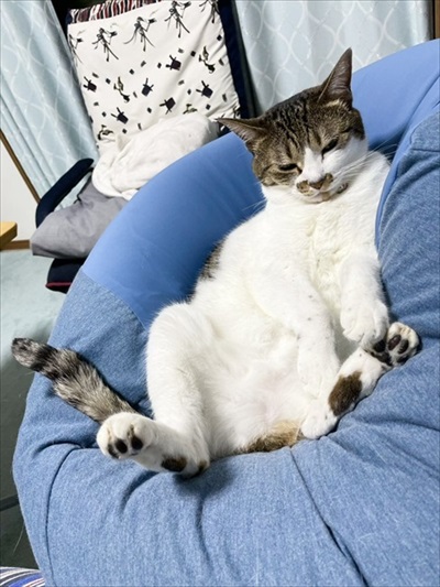 全猫飼いさんが共感する猫あるある