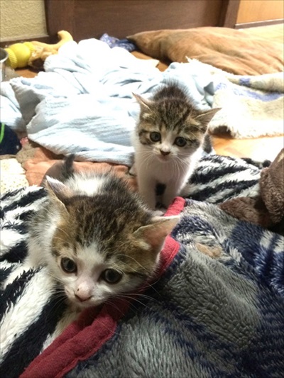 全猫飼いさんが共感する猫あるある