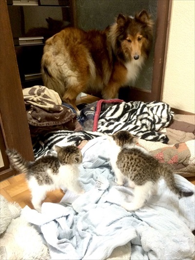 全猫飼いさんが共感する猫あるある