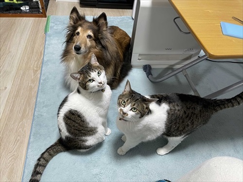 全猫飼いさんが共感する猫あるある