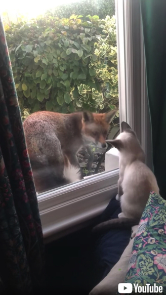 ガラス越しにあいさつを交わすキツネと子猫