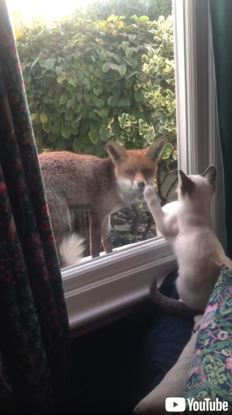 ガラス越しにあいさつを交わすキツネと子猫
