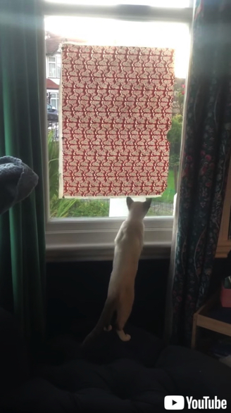 ガラス越しにあいさつを交わすキツネと子猫