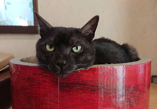 爪とぎに入っているヤマトくん