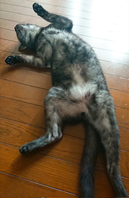 へそ天ヤマトくん