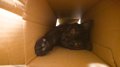 箱に入ってご満悦なヤマトくん