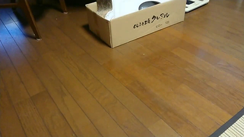 動画・箱ごと消えたヤマトくん