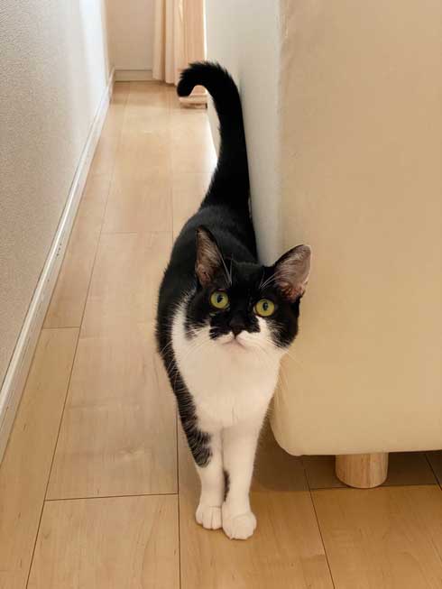 猫語 翻訳 アプリ 猫 言葉