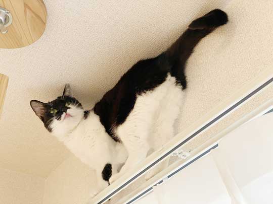 猫語 翻訳 アプリ 猫 言葉