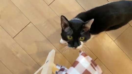 猫語 翻訳 アプリ 猫 言葉