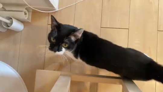 猫語 翻訳 アプリ 猫 言葉