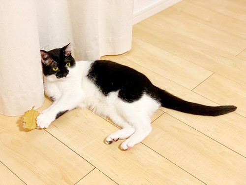 猫語 翻訳 アプリ 猫 言葉