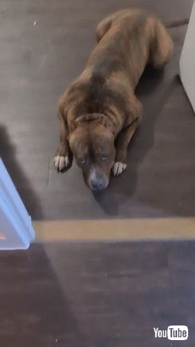 「Dog Looks Guilty After Chewing Up Driver License || ViralHog」