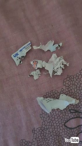 「Dog Looks Guilty After Chewing Up Driver License || ViralHog」