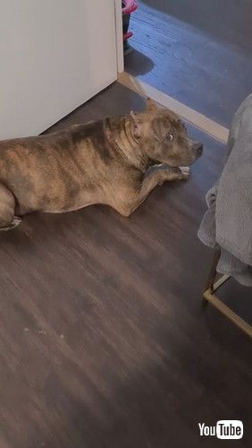 「Dog Looks Guilty After Chewing Up Driver License || ViralHog」