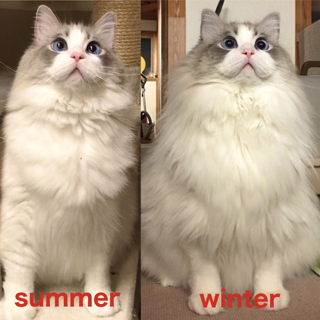 第4形態モフモフぷりくん