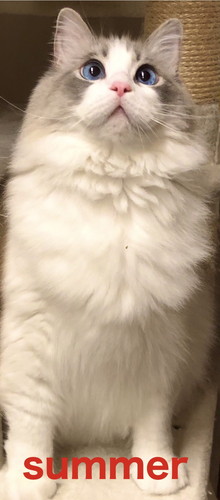 第4形態モフモフぷりくん