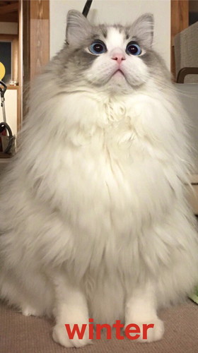 第4形態モフモフぷりくん