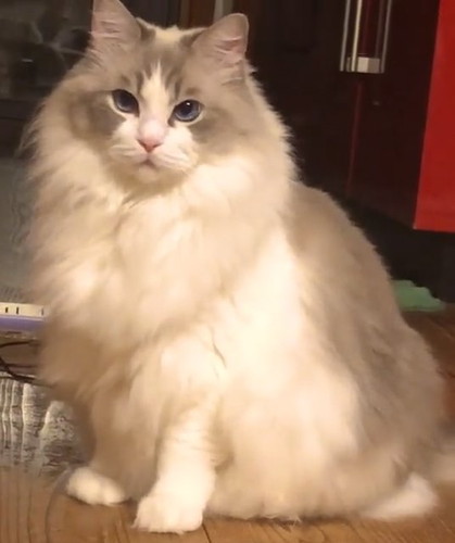 第4形態モフモフぷりくん