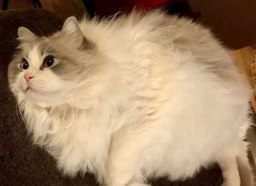 第4形態モフモフぷりくん