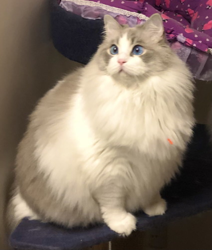 第4形態モフモフぷりくん