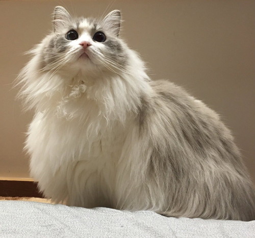 第4形態モフモフぷりくん