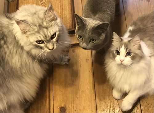 ネコちゃんたち