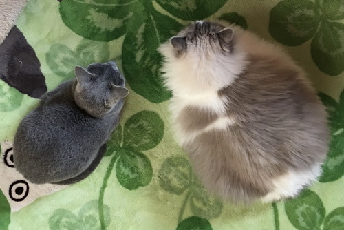 ネコちゃんたち