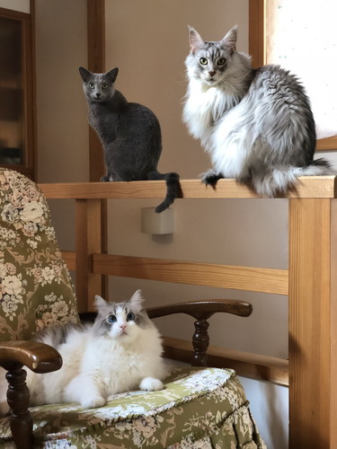 ネコちゃんたち